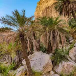 Date trees in the valley of Charo Machi Balochistan