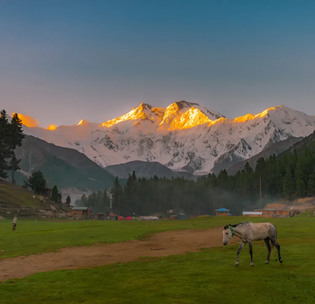 fairy meadows