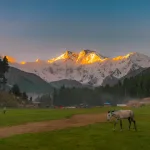 fairy meadows