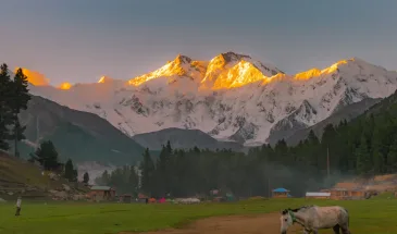 fairy meadows