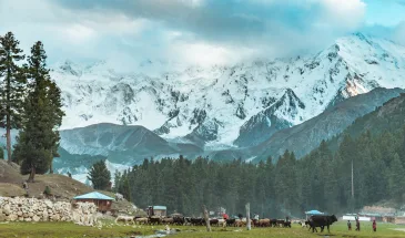 fairy meadows nanga parbat