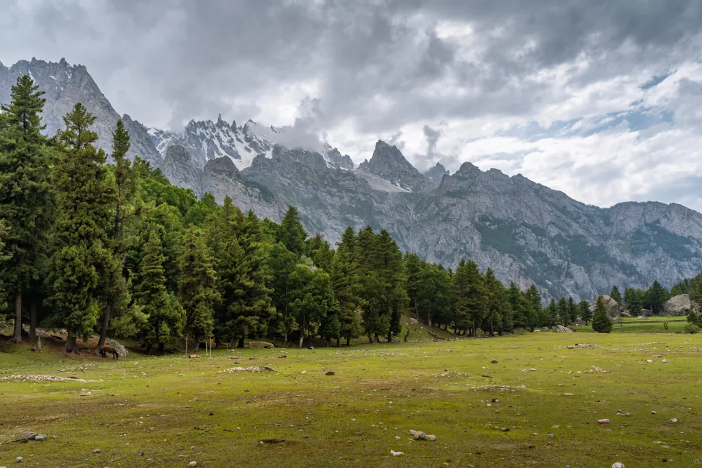 Lush green meadows in the foreground surrounded by densly populated alpine pine trees with gray tall rocky and jagged mountains of the Karakoram in the background under a cloudy rainy sky