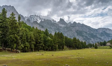 Lush green meadows in the foreground surrounded by densly populated alpine pine trees with gray tall rocky and jagged mountains of the Karakoram in the background under a cloudy rainy sky