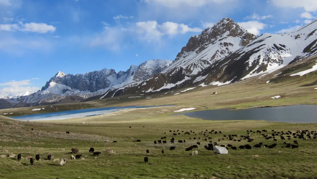 The Shimshal Pass lake with herds of Yaks grazing on the high altitude summer pasture and Sher Peak in the background.