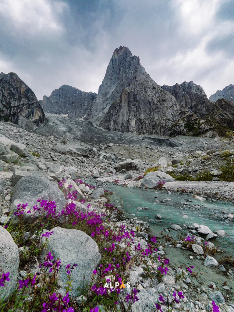 Wild purple flowers by the glacial stream in Nangma Valley